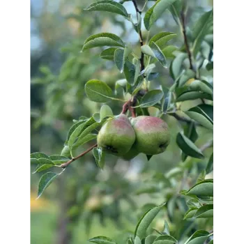 Natural Apple Plant